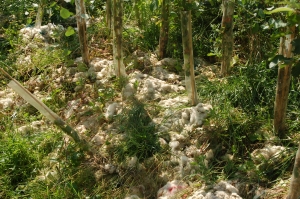 Wool used for mulching around the base of trees in the Tiny Forest