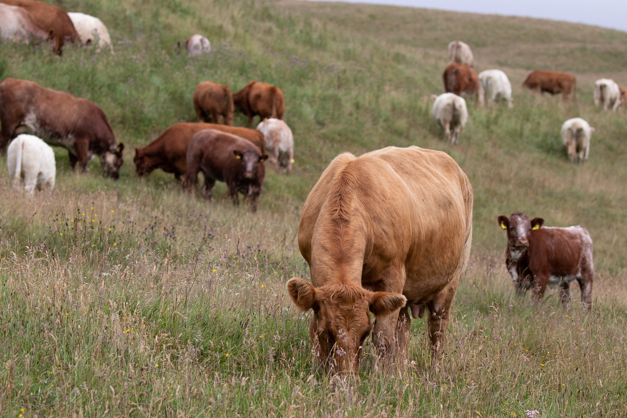 Grazing species rich grassland. Courtesy of Patrick Barbour