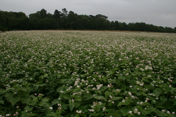 Buckwheat cover crop