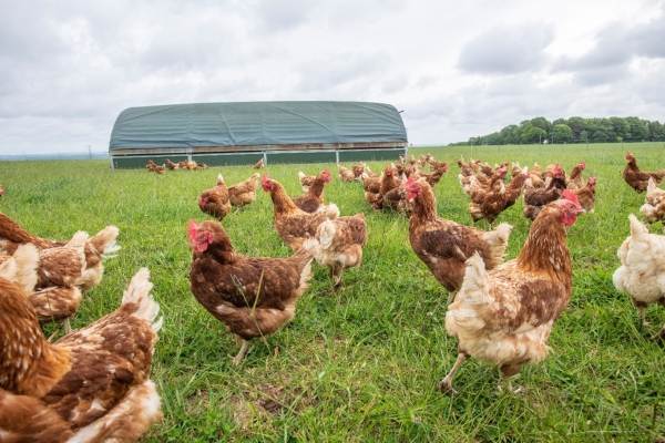 Mobile poultry unit Mobile poultry unit
