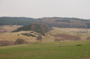 4 ha block of trees with the wood pasture alley cropping below