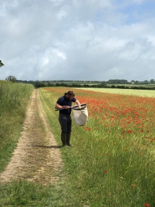 Charlie Mellor carrying out an insect sweep Charlie Mellor carrying out an insect sweep