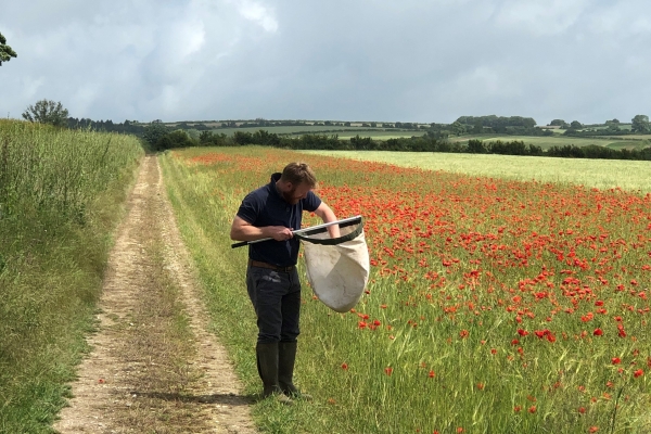 Charlie Mellor carrying out an insect sweep Charlie Mellor carrying out an insect sweep