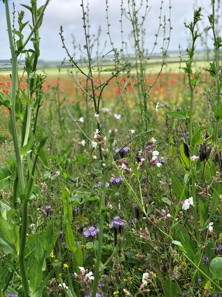 Cultivated headland