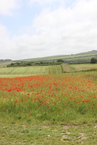 Wildflower headland, Peppering Farm