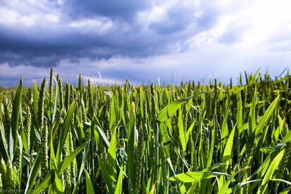 Arable
