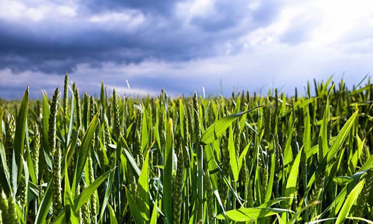 Arable