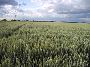 Arable rotations image_Pollybell farm 2011_lowres (800x600)