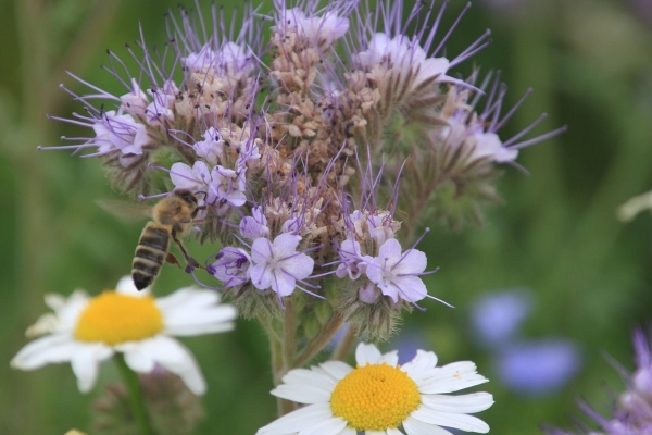 Bee on phacelia