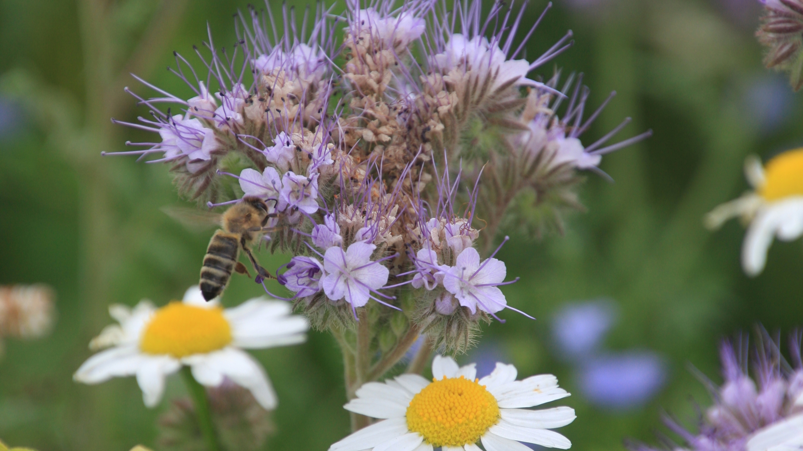 Bee on phacelia