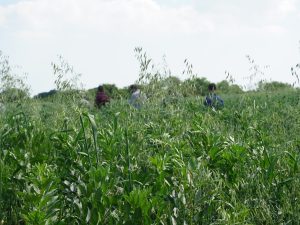 Intercropping Intercropping