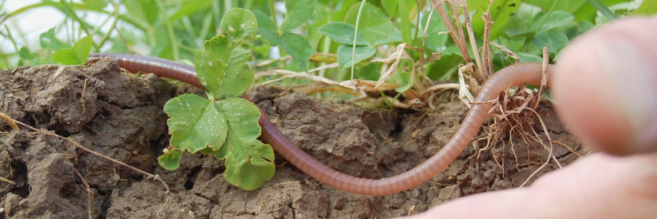 Earthworm. Photo FiBL