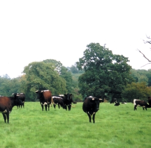 Glocester-Cattle