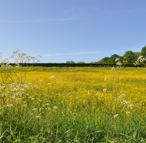 Rotherfield-Buttercups