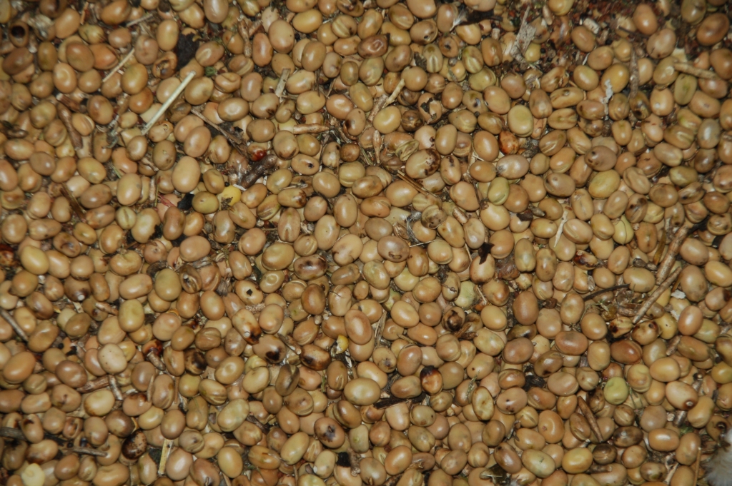 Beans and oilseed rape