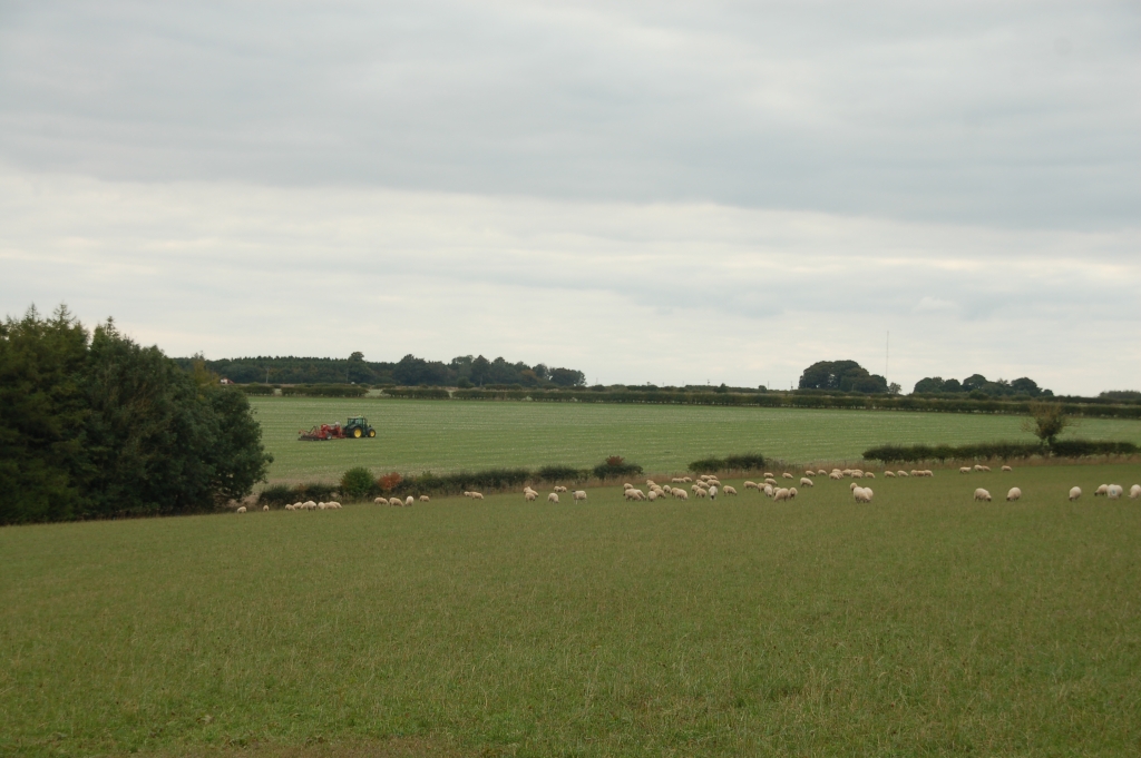 Sheep at High Callis