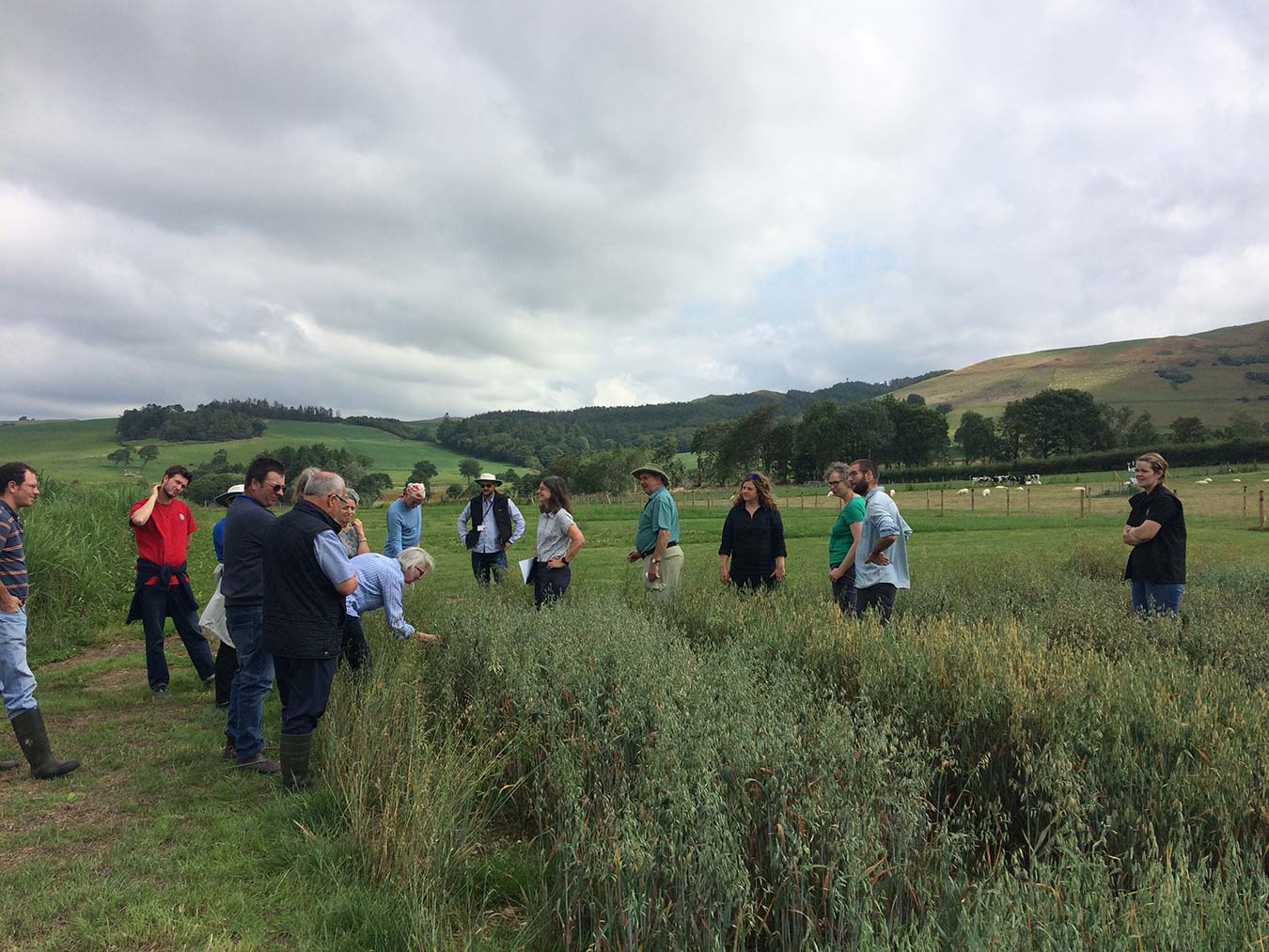 EIP Ancient Cereals Trials