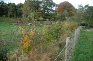 Sequestering soil carbon by planting hedgerows