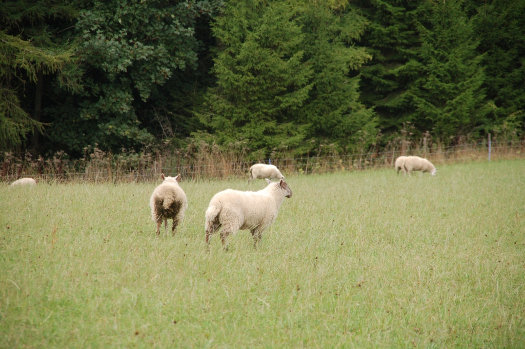 Sheep grazing a clover ley
