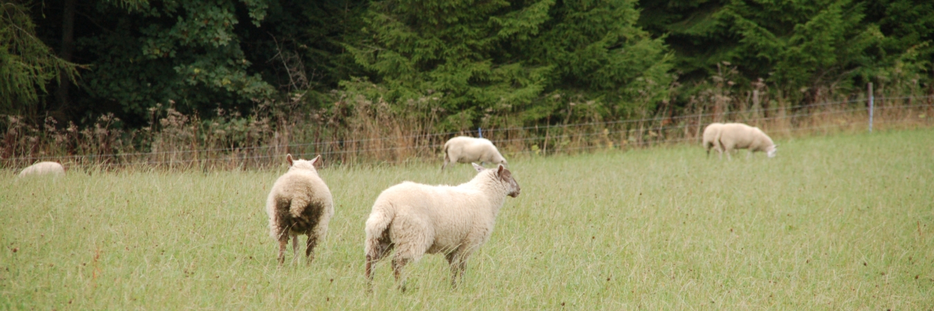 Sheep-grazing-a-grass-clover-ley