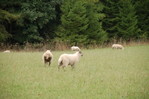 Sheep-grazing-a-grass-clover-ley