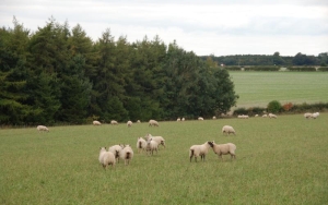 Sheep-in-a-clover-ley-field