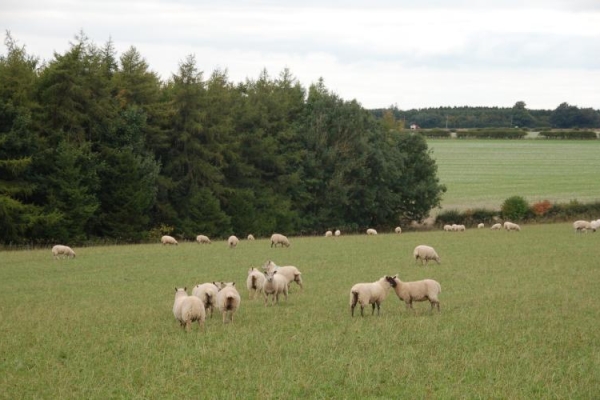 Sheep-in-a-clover-ley-field