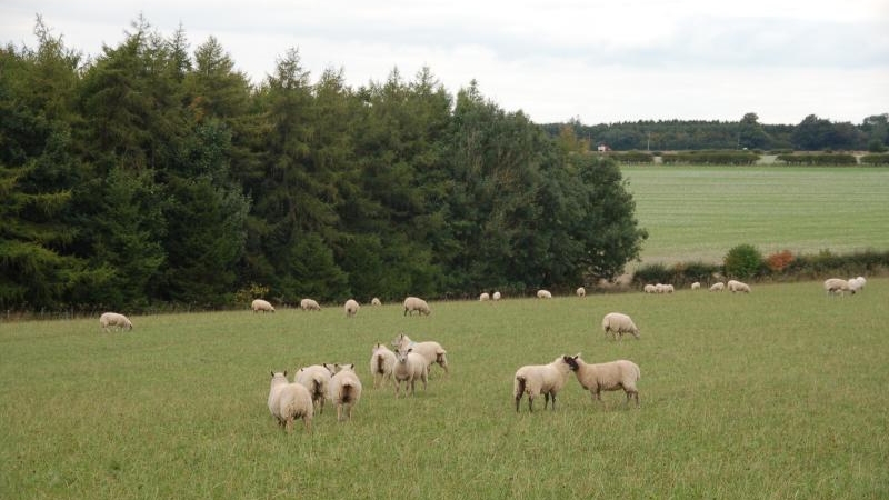 Sheep-in-a-clover-ley-field