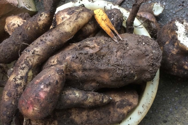 Yacon tubers. Photo credit: Phil Sumption