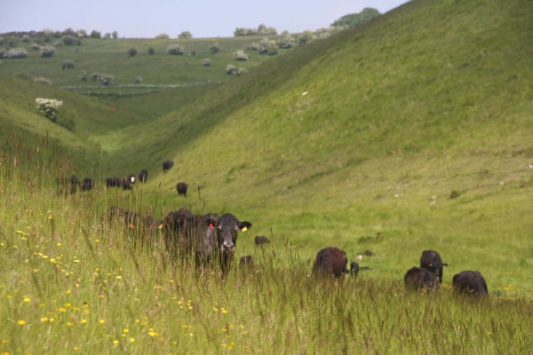 Pasture-fed production: Photo Phil Sumption