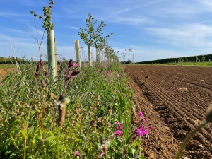 Photo: Andy Dibben. Agroforestry with understorey at Abbey Home Farm