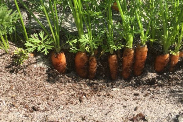 Carrots in ground