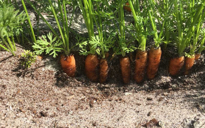 Carrots in ground