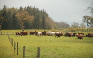 Cattle and trees (2)_0