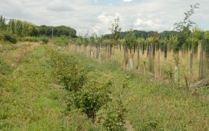 Edible woodland with fruit bushes growing on the left
