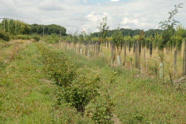 Edible woodland with fruit bushes growing on the left