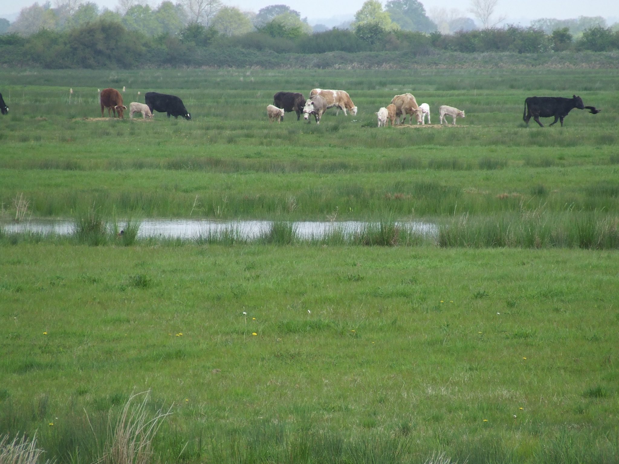 Six key actions to restore nature on farmland Agricology