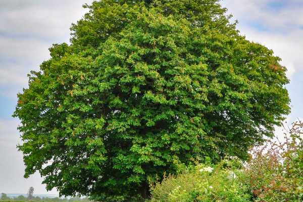 Hedgerow tree Hedgerow tree