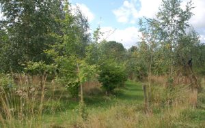 Some of the more recently planted trees on the farm