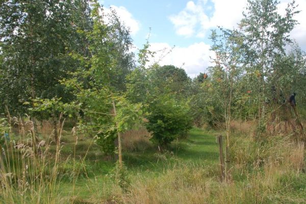 Some of the more recently planted trees on the farm