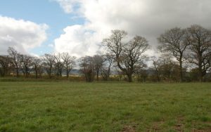 Trees_2