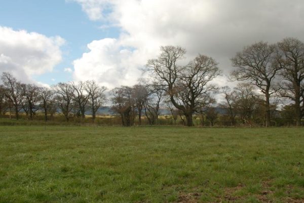 Trees_2