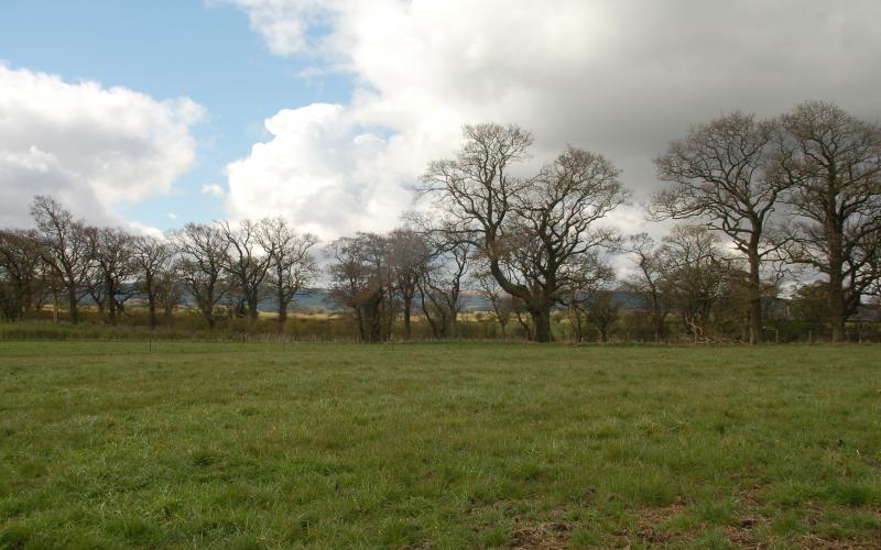 Trees_2