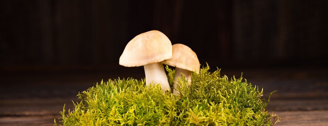 mushroom-bg