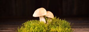 mushroom-bg