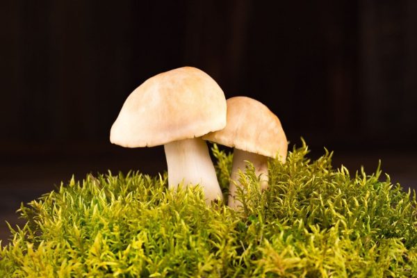 mushroom-bg