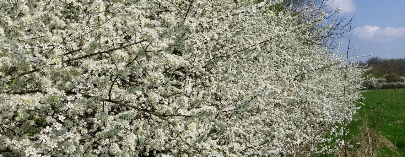 Blackthorn blossom. Photo: Organic Research Centre