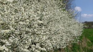 Blackthorn blossom. Photo: Organic Research Centre
