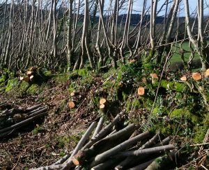 Harvesting hedgerow for woodfuel