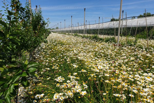 Beespoke flower strip in Belgium